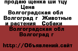 продаю щенка ши-тцу › Цена ­ 7 000 - Волгоградская обл., Волгоград г. Животные и растения » Собаки   . Волгоградская обл.,Волгоград г.